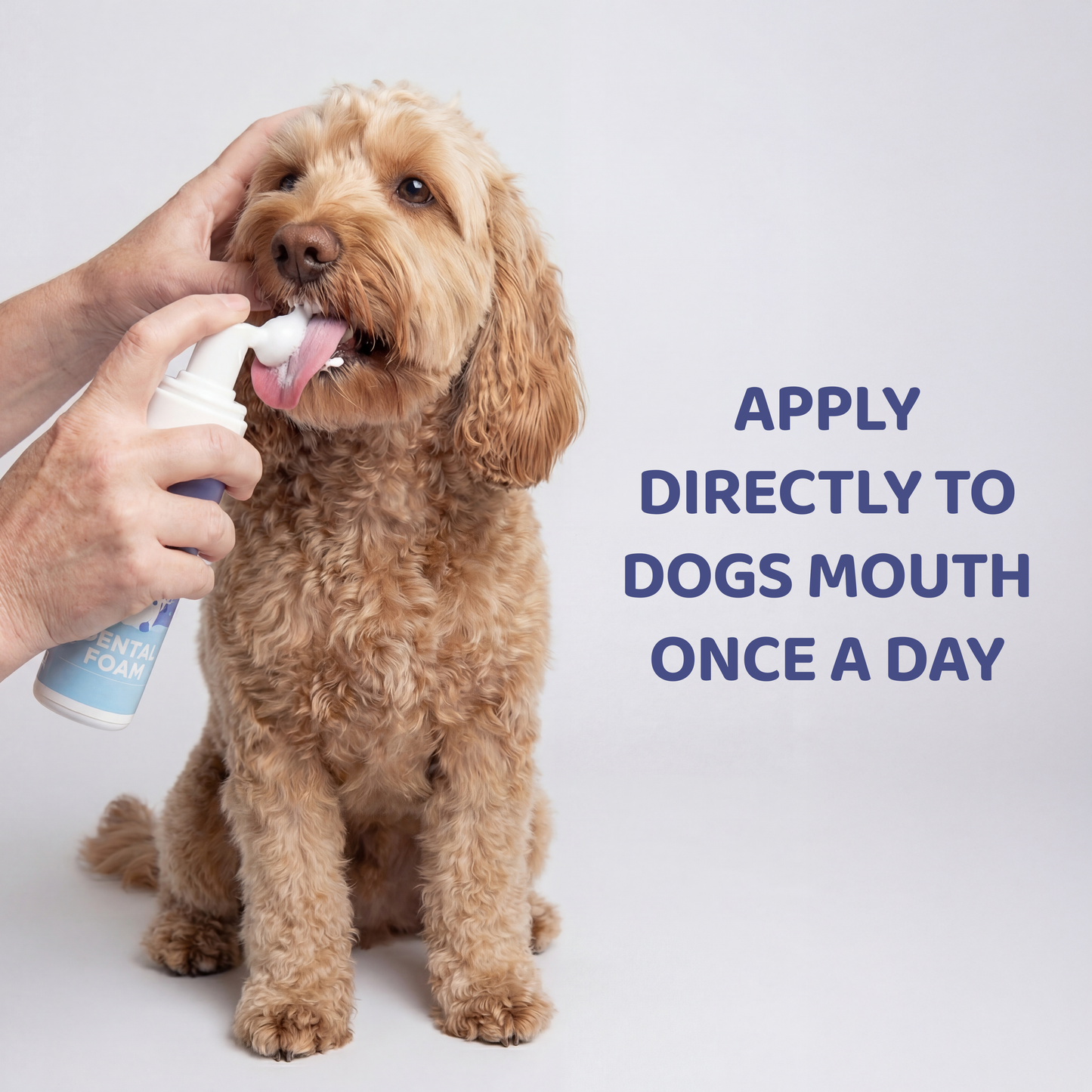 Dog Dental Foam